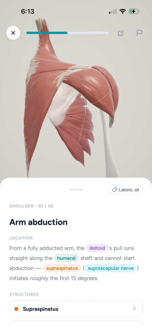 A lesson on arm abduction, showing the deltoid and supraspinatus on the shoulder.