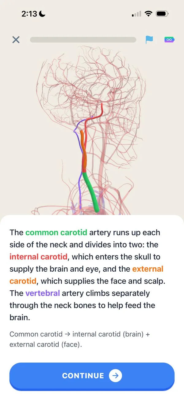 A lesson card tracing the common carotid, internal carotid, external carotid and vertebral arteries on the 3D model.