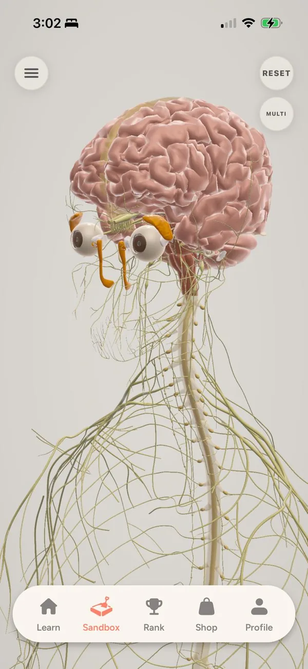The 3D sandbox showing the brain, eyes and the nerves of the body.
